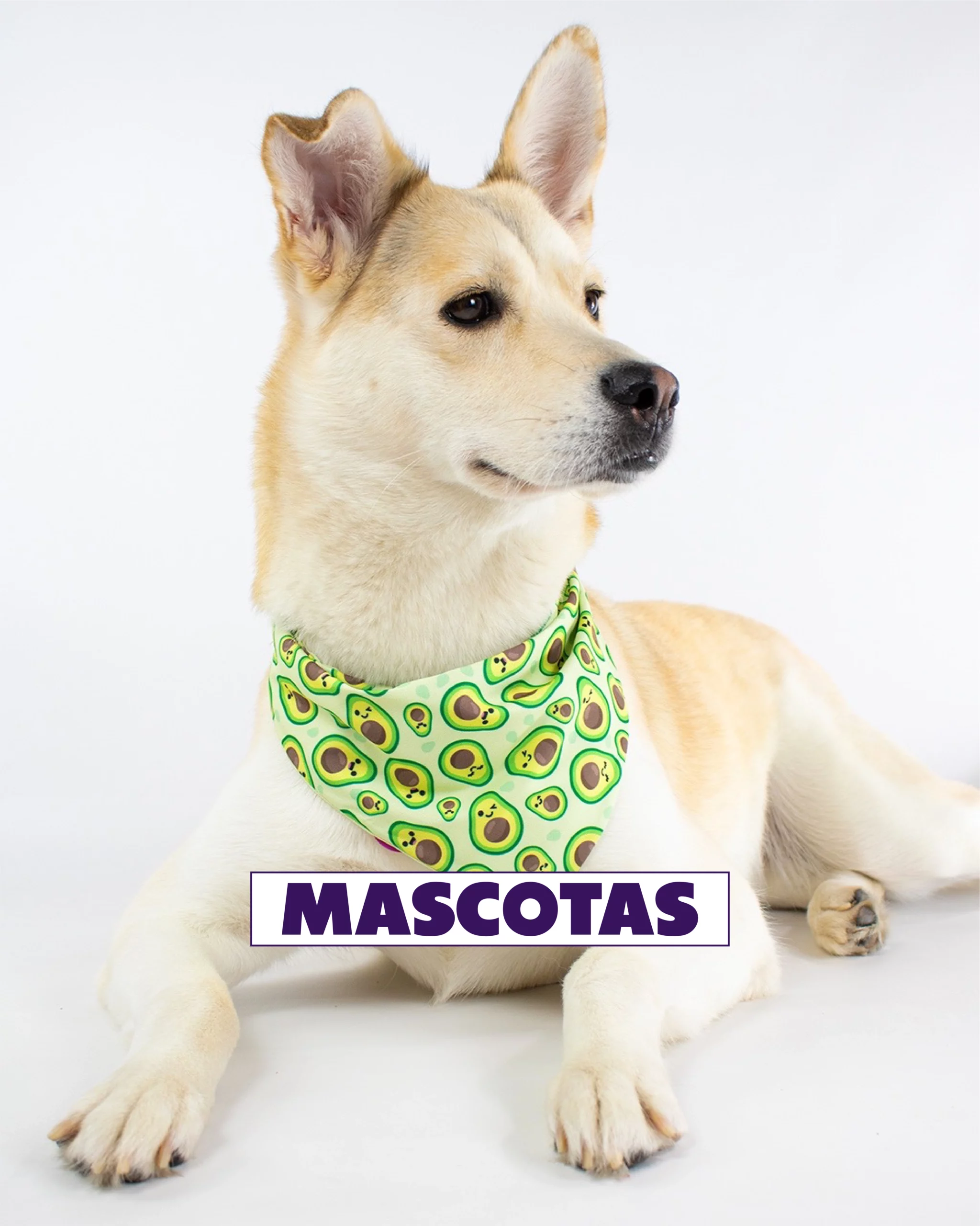 Mascotas