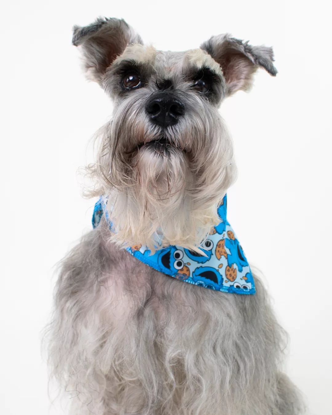 Come Galletas Pañoleta - Mascota - Imagen 3